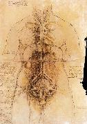 The organs of the woman, LEONARDO da Vinci